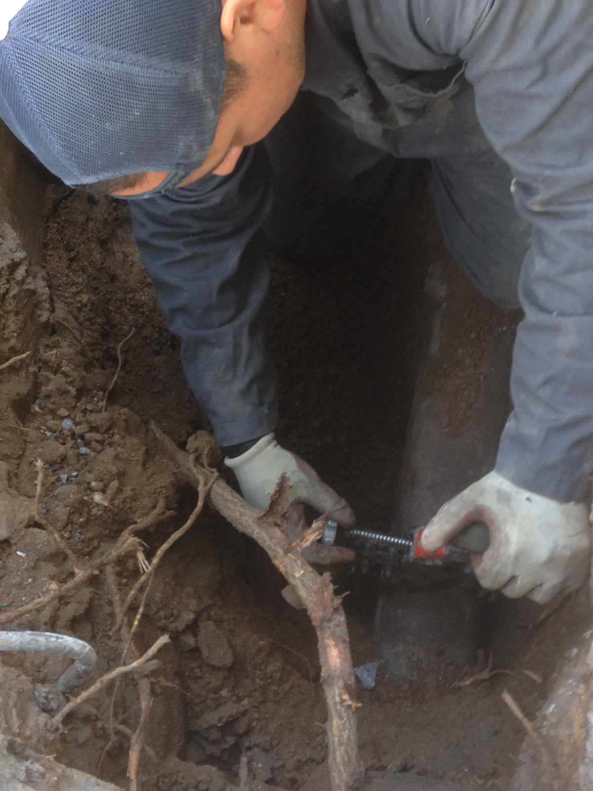 Tree Root Intrusion Repair On Plumbing Pipes