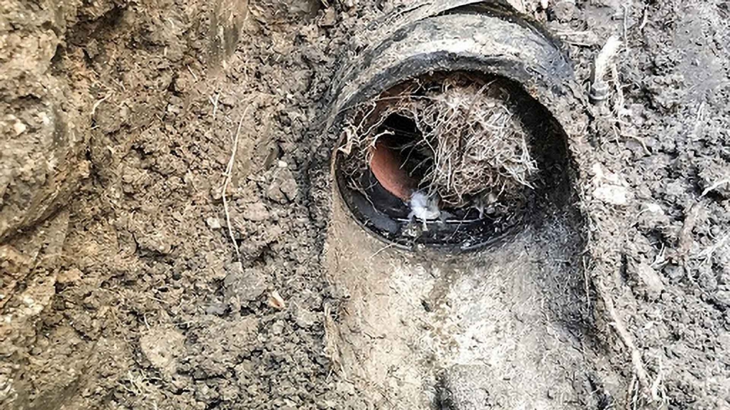 Root Intrusion On Old Sewer Main Lines